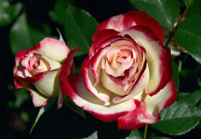 Обои картинки фото цветы, розы, лепестки, пестрый