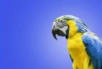 Картинка животные попугаи птица ара попугай сине-жёлтый