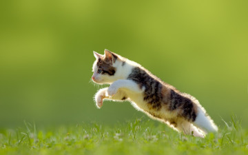 Картинка животные коты трава котёнок прыжок