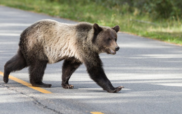 Картинка животные медведи дорога медведь
