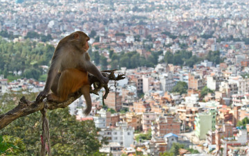 Картинка животные обезьяны ветка обезьяна