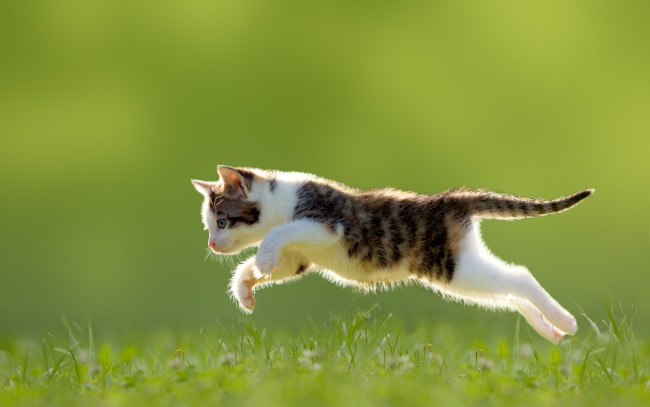 Обои картинки фото животные, коты, голубоглазый, прыжок, трава, котёнок
