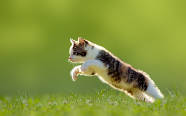 Обои картинки фото животные, коты, трава, котёнок, прыжок