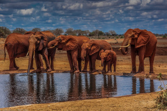 Картинка животные слоны стадо водопой