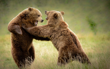 Картинка животные медведи природа фон
