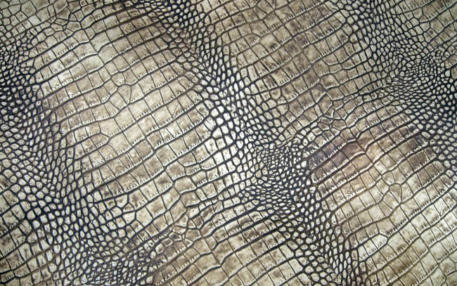 Обои картинки фото разное, текстуры, кожа, crocodile, leather, крокодил, texture, skin