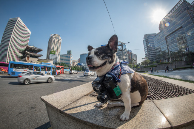 Обои картинки фото животные, собаки, korea, boston, terrier, official, seoul, phodographer