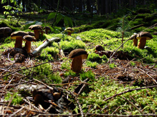 Картинка природа грибы много семейка польский гриб