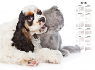 обоя календари, животные, кошка, собака, белый, фон