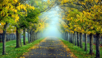 Картинка природа дороги листопад осень дорога