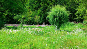 Картинка природа парк лето лужайка