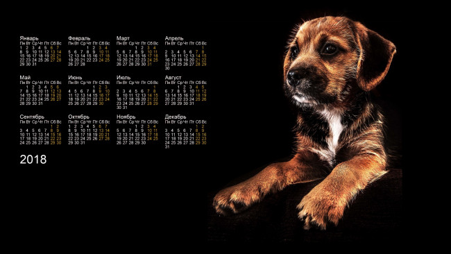 Обои картинки фото календари, животные, черный, фон, собака