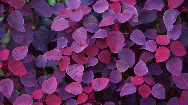 Обои картинки фото природа, листья, фиолетовые, ветки, осень