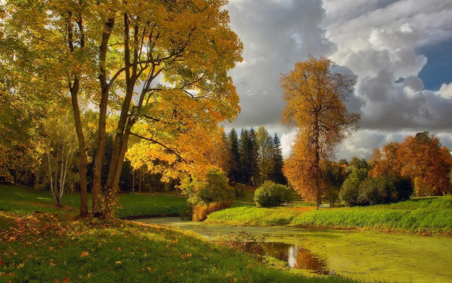 Обои картинки фото природа, парк, в, павловске, осень, водоём, пруд, деревья