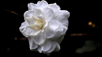 Картинка разное компьютерный+дизайн роза белая цветок