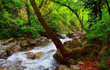 Картинка природа реки озера поток весна лес камни речка spring river forest flow