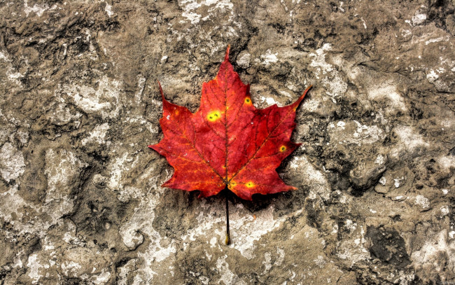 Обои картинки фото природа, листья, лист, клен, красный, осень