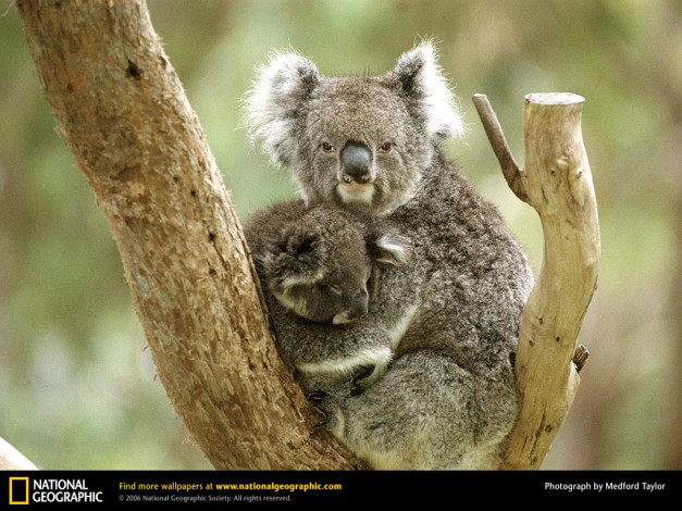 Обои картинки фото животные, коалы