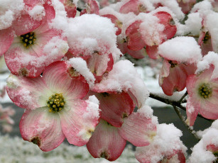 Картинка цветы кизил лепестки снег