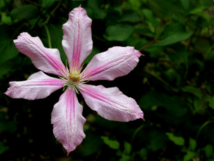 Картинка цветы клематис ломонос лепестки
