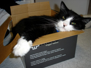 Картинка животные коты кот в коробке
