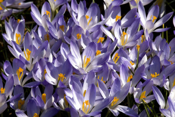 Картинка цветы крокусы фиолетовый много