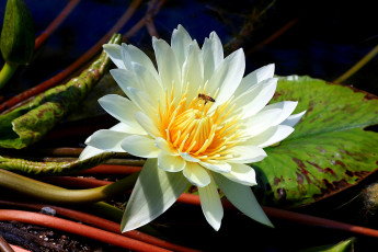 Картинка цветы лилии водяные нимфеи кувшинки пчела белый стебли