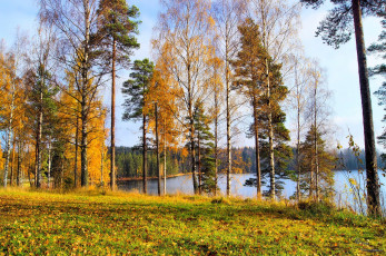 Картинка природа деревья трава озеро осень