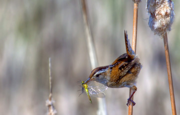 Картинка крапивник животные птицы камыш добыча стрекоза маленький