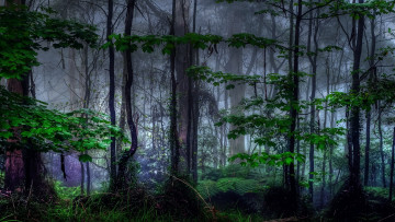 Картинка природа лес деревья дымка папоротник