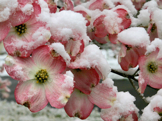 Обои картинки фото цветы, кизил, лепестки, снег