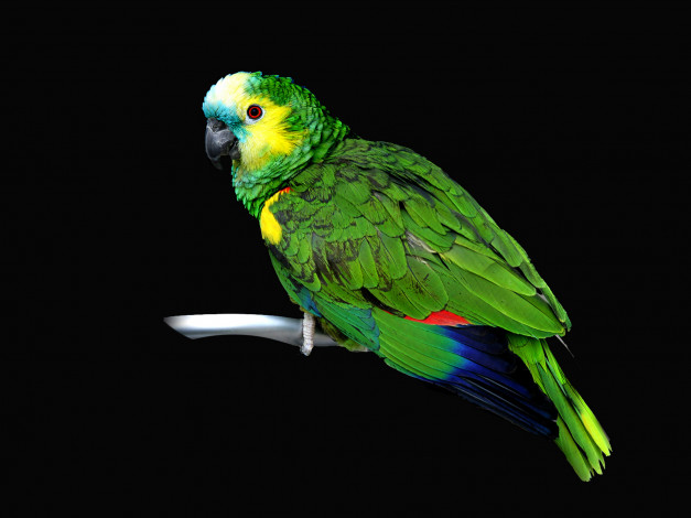 Обои картинки фото животные, попугаи, зелёный, тёмный