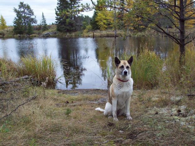 Обои картинки фото животные, собаки, озеро, dog