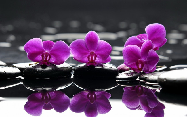 Обои картинки фото цветы, орхидеи, отражение, камни