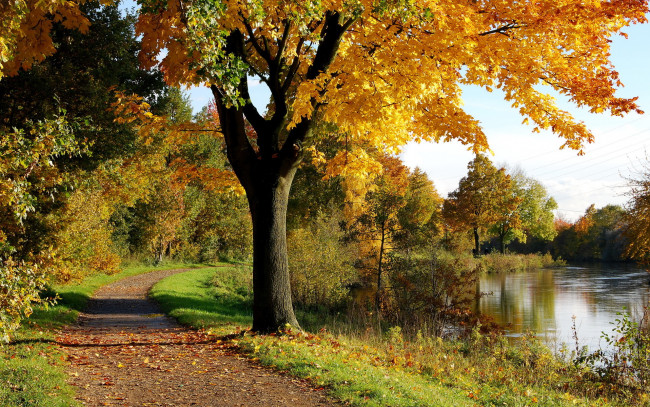 Обои картинки фото природа, деревья, дорожка, водоём, осень