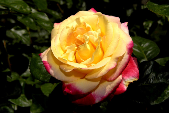 Обои картинки фото цветы, розы, большой, желто-красный