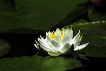 Картинка цветы лилии водяные нимфеи кувшинки белый вода