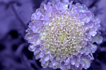 Картинка цветы скабиоза сиреневый