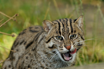 Картинка животные дикие кошки кошка-рыболов fishing cat