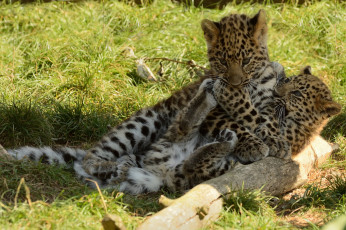 Картинка животные леопарды игра котята детёныши