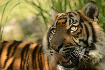 Картинка животные тигры суматранский тигр