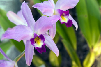 Картинка цветы орхидеи экзотика сиреневый