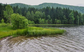 Картинка природа реки озера озеро растения лес