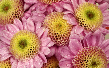 Картинка цветы хризантемы лепестки