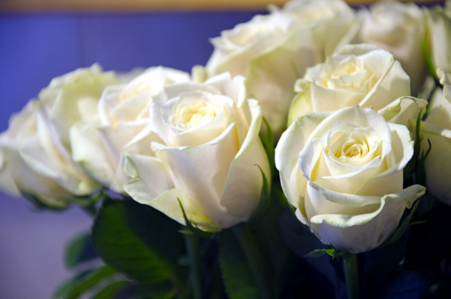 Обои картинки фото цветы, розы, бутоны, белый