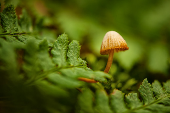 Обои картинки фото природа, грибы, макро