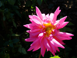 Картинка розелла цветы георгины
