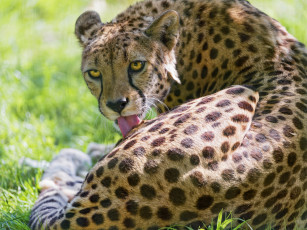 Картинка животные гепарды глаза