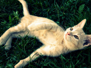 Картинка животные коты трава котенок
