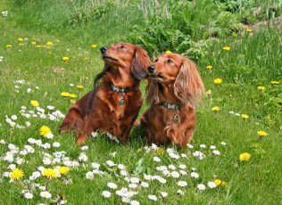 Картинка животные собаки цветы поле